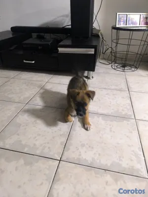 animales y mascotas - Perro en adopción  3