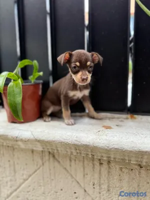 animales y mascotas - hermosos cachorros chihuahuas #2 disponibe info dm  3