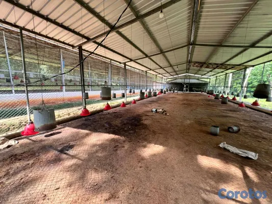 solares y terrenos - finca de criadero de animales en maimon 18