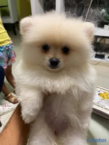 Especial de cachorro pomerania ambos sexo en santo
