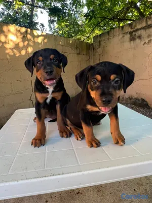 animales y mascotas - Rottwailer con Pitbull  2