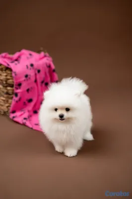 animales y mascotas - POMERANIA VEAS POMS | PARA QUIENES BUSCAN ALGO ESPECIAL 3