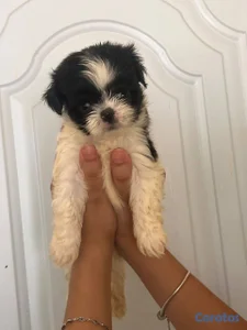 OFERTA CACHORRO SHIPOO AMBOS SEXO UBICADO EN SANTO