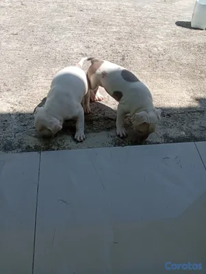 animales y mascotas - Cachorras Pitbull en venta  3