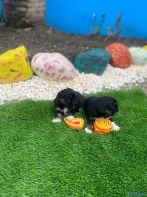 animales y mascotas - Cachorros Shipoo 3