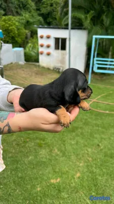 animales y mascotas - Hermosos Cachorritos de Salchichas merle exoticos 6