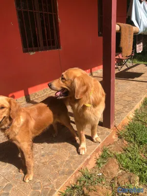 animales y mascotas - Golden Retreiver y Labrador recibimos en donacion ,solo hembras sanas 5