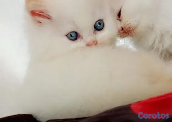 animales y mascotas - 🤍 Persitas doll face ojos azules 💙 4