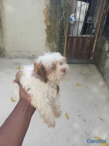 OFERTA CACHORRO SHIPOO HEMBRA UBICADO EN SANTO DOM