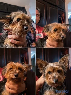 animales y mascotas - Yorkshire Terrier Hembra 5
