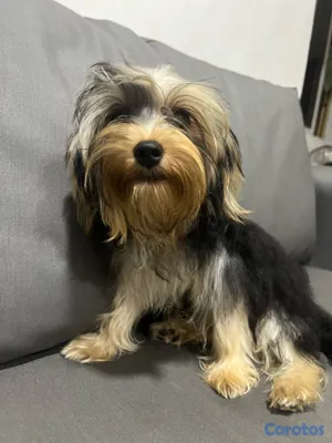 animales y mascotas - Yorkie 3