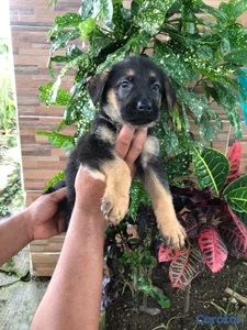 OFERTA CACHORRO PARTOR ALEMÁN  MACHO UBICADO EN LA VEGA Y TIENE 