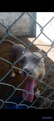 animales y mascotas - Cambio Pitbull Hembra Beige  2
