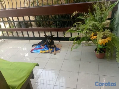 Rottweiler mix con Doberman