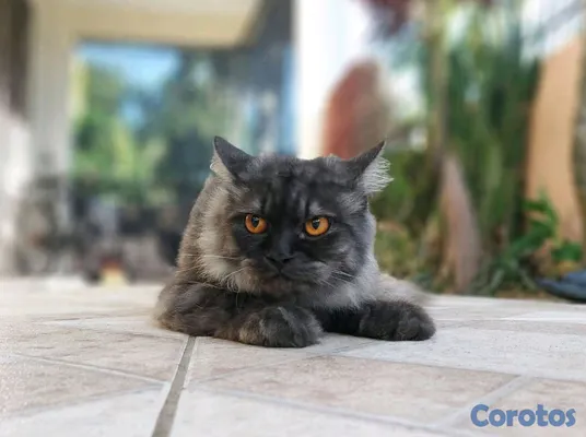 animales y mascotas - Persa gris exótico pelo largo ojos naranja intenso. 4