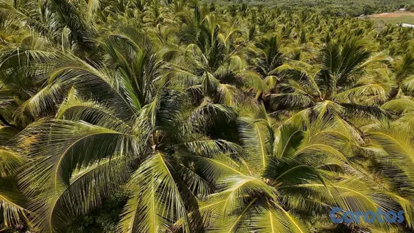 solares y terrenos - finca de 1200 tareas de coco en nagua   7