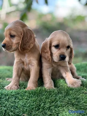 animales y mascotas - hermosos cachorritos cocker spaniel 2