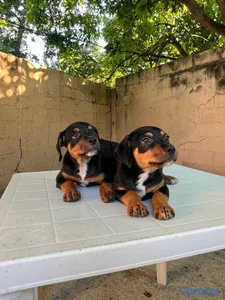mix de Rottweiler con Pitbully