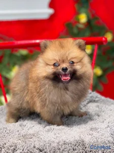 OFERTA CACHORRO POMERANIA MACHO UBICADO EN SANTO D
