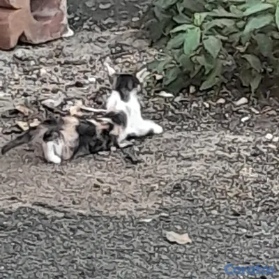 animales y mascotas - Regalo tres gatitos  2