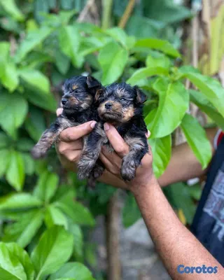 animales y mascotas - Yorkies Mini🐾💙 4
