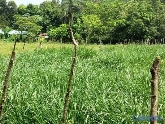 solares y terrenos - finca de 3000 tareas con vocación agrícola en Monte Plata  9