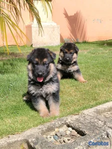hermosos cachorritos de pastor alemán 