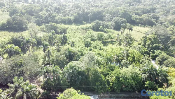 solares y terrenos - Se Vende Terreno de 77.01 Tareas 4