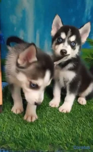 OFERTA CACHORRO HUSKY MACHO UBICADO EN SANTO DOMIN