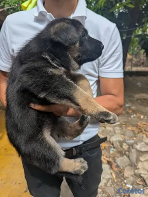 animales y mascotas - Cachorro Pastor Alemán  3