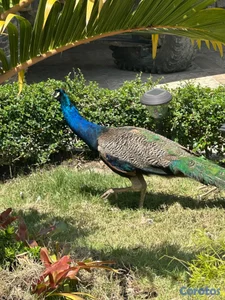 Pavo  real  hembra y machos