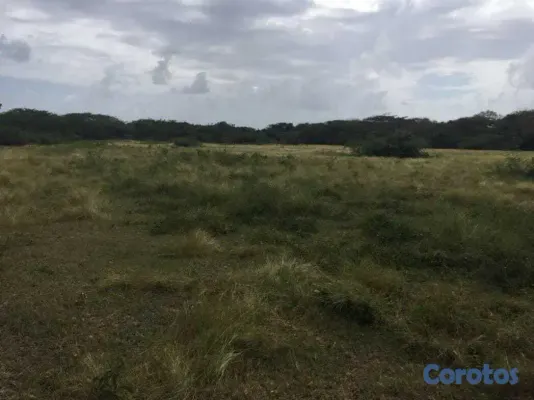 solares y terrenos - Terreno en Sabana Grande de Palenque 2