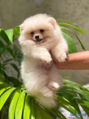 animales y mascotas - hermosos cachorritos pomerania osito peludos  3