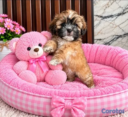 animales y mascotas - OFERTA CACHORRO SHIPOO HEMBRA UBICADO EN SANTO DOMINGO Y TIENE  3