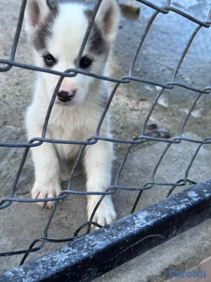animales y mascotas - Husky siberiano 2