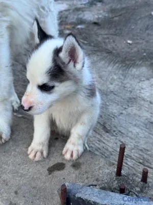 animales y mascotas - Husky siberiano 4