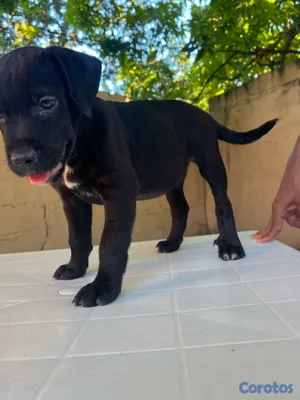 animales y mascotas - mix de Rottweiler con Pitbully 3
