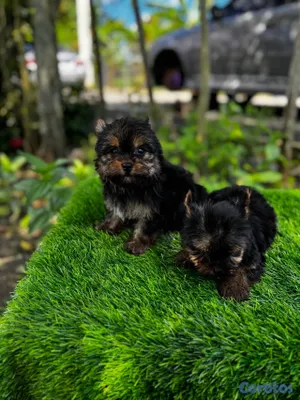 animales y mascotas - Yorkie mini 5