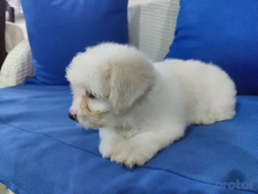 animales y mascotas - hermosos cachorros shihppo shipo chipo poodle puder 7