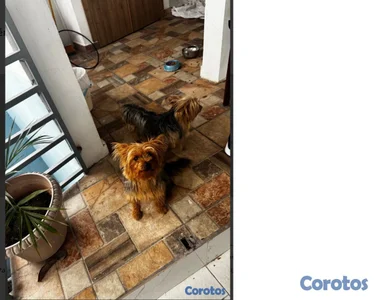 Perrita yorkie disponible 1 mes 