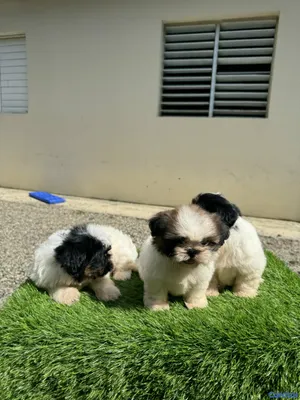 animales y mascotas - cachorro shipoo 2