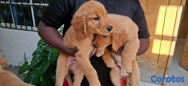 animales y mascotas - hermosos cachorritos de golden retrievee  4