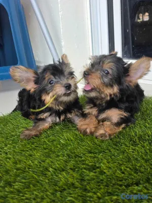 animales y mascotas - Yorkies (Yorkshire Terrier) 12