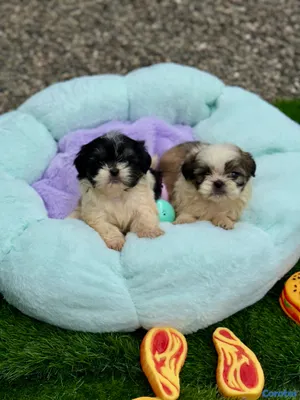 animales y mascotas - Cachorros Shipoo🩵🐶💗 5