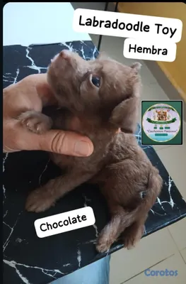 animales y mascotas - Poodle, Goldendoodle Labradoodle Miniatura  5