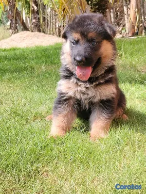animales y mascotas - hermosos cachorritos de pastor alemán  2