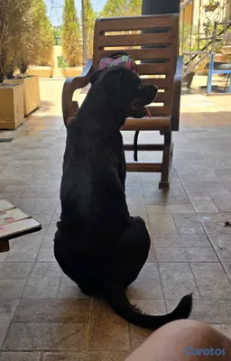animales y mascotas - 🐾 Cachorros Rottweiler con Pedigree – Excelente Línea de Sangre 🐾 3