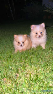 Pomerania macho