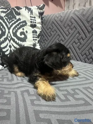 animales y mascotas - Cachorro Yorshire Terrier (Yorkie) - HEMBRA 2