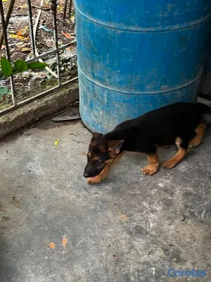 animales y mascotas - Cachorros Pastor aleman ambos sexo  3